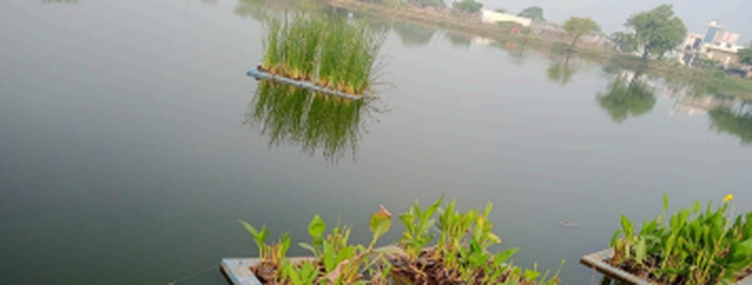 Floating treatment wetland rafts on Mankrola Pond, planted with phytoremediation species