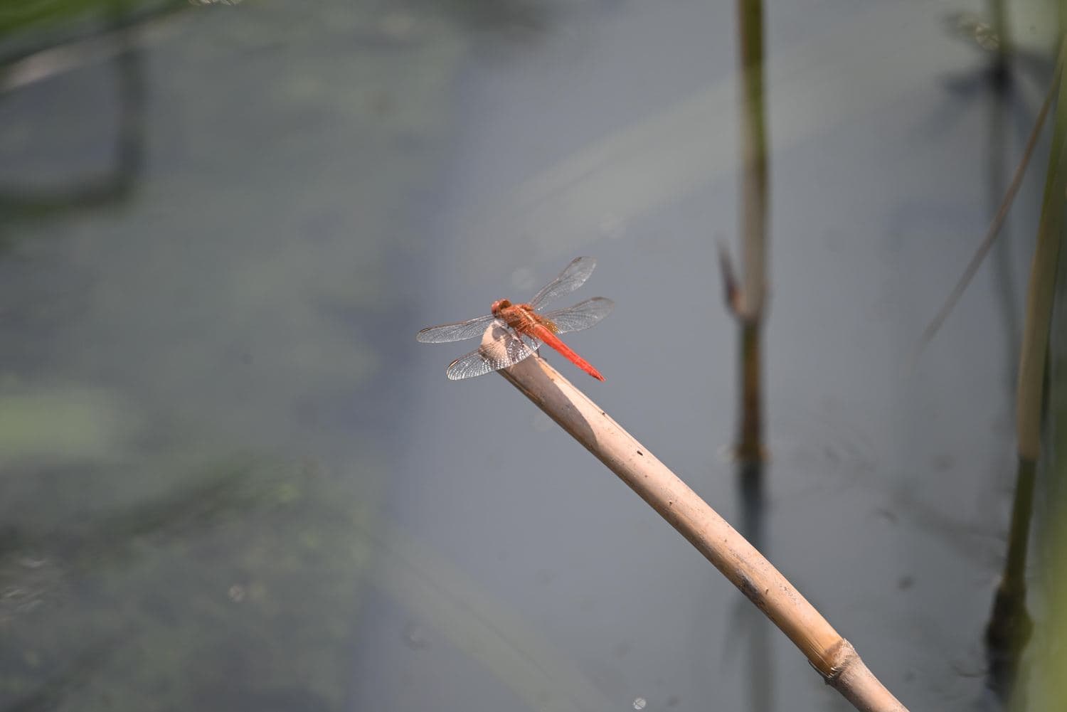 A scarlet skimmer dragonfly perched on a reed at the pond