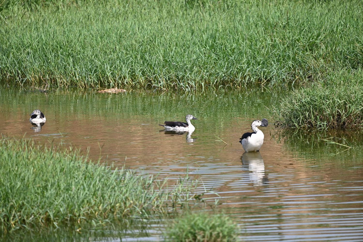 Knob-billed ducks in the shallow wetland margin of the pond